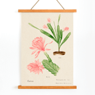 Illustration of German empress cactus from Familie Der Cacteen by Basel Basan Poster featuring German empress cactus artwork titled Phyllocactus by Basel Botan Garten with pink flowers and green leaves