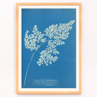 Anna Atkins cyanotype of Adiantum cuneatum blueprint botanical artwork. Poster featuring a cyanotype depiction of a fern titled Adiantum cuneatum by Anna Atkins on a blue background