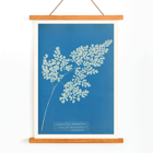 Anna Atkins cyanotype of Adiantum cuneatum blueprint botanical artwork. Poster featuring a cyanotype depiction of a fern titled Adiantum cuneatum by Anna Atkins on a blue background
