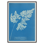 Anna Atkins cyanotype of Adiantum cuneatum blueprint botanical artwork. Poster featuring a cyanotype depiction of a fern titled Adiantum cuneatum by Anna Atkins on a blue background