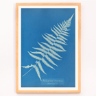 Botanical cyanotype artwork Woodwardia virginica by Anna Atkins Poster of Woodwardia virginica by Anna Atkins displaying a cyanotype of a fern leaf against a blue background.