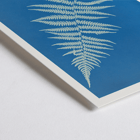Botanical cyanotype artwork Woodwardia virginica by Anna Atkins Poster of Woodwardia virginica by Anna Atkins displaying a cyanotype of a fern leaf against a blue background.