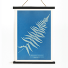 Botanical cyanotype artwork Woodwardia virginica by Anna Atkins Poster of Woodwardia virginica by Anna Atkins displaying a cyanotype of a fern leaf against a blue background.