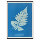 Botanical cyanotype artwork of a fern by Anna Atkins titled Lastrea Spinulosa A framed poster of a botanical illustration titled Lastrea Spinulosa by Anna Atkins showing a detailed fern leaf on a deep blue background.