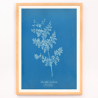 Davallia aeuleata cyanotype artwork by Anna Atkins featuring botanical fern print Poster featuring a cyanotype artwork titled Davallia aeuleata by Anna Atkins showcasing a delicate fern on a blue background.