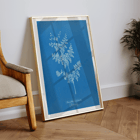 Davallia aeuleata cyanotype artwork by Anna Atkins featuring botanical fern print Poster featuring a cyanotype artwork titled Davallia aeuleata by Anna Atkins showcasing a delicate fern on a blue background.