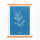 Davallia aeuleata cyanotype artwork by Anna Atkins featuring botanical fern print Poster featuring a cyanotype artwork titled Davallia aeuleata by Anna Atkins showcasing a delicate fern on a blue background.