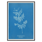 Davallia aeuleata cyanotype artwork by Anna Atkins featuring botanical fern print Poster featuring a cyanotype artwork titled Davallia aeuleata by Anna Atkins showcasing a delicate fern on a blue background.