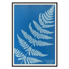 Cyanotype fern artwork Lastrea dilatato by Anna Atkins Poster featuring Lastrea dilatato Cianotipia artwork by Anna Atkins displaying a fern leaf against a blue background