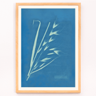 Cyanotype of grass-like plant Uvena Novae Villiae by Anna Atkins Poster of Uvena Novae Villiae artwork by Anna Atkins featuring a cyanotype of a plant on a blue background