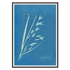 Cyanotype of grass-like plant Uvena Novae Villiae by Anna Atkins Poster of Uvena Novae Villiae artwork by Anna Atkins featuring a cyanotype of a plant on a blue background
