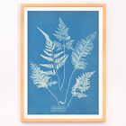Botanical cyanotype art by Anna Atkins titled Ceylon A botanical print poster titled Ceylon by Cianotipia Anna Atkins featuring delicate white fern leaves against a blue background.