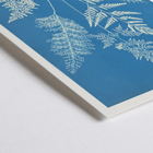 Botanical cyanotype art by Anna Atkins titled Ceylon A botanical print poster titled Ceylon by Cianotipia Anna Atkins featuring delicate white fern leaves against a blue background.