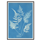 Botanical cyanotype art by Anna Atkins titled Ceylon A botanical print poster titled Ceylon by Cianotipia Anna Atkins featuring delicate white fern leaves against a blue background.