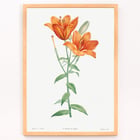 Orange bulbous lily Orange bulbous lily