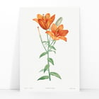 Orange bulbous lily Orange bulbous lily