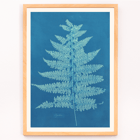Fern Cianotipia by Anna Atkins botanical cyanotype artwork. Poster showing Fern Cianotipia artwork by Anna Atkins featuring a detailed cyanotype image of a fern against a blue background.