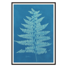 Fern Cianotipia by Anna Atkins botanical cyanotype artwork. Poster showing Fern Cianotipia artwork by Anna Atkins featuring a detailed cyanotype image of a fern against a blue background.
