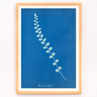 Botanical cyanotype print of Pteris rotundifolia by Anna Atkins Poster of a botanical cyanotype depicting a light blue fern leaf on a dark blue background titled Pteris rotundifolia by Anna Atkins