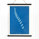 Botanical cyanotype print of Pteris rotundifolia by Anna Atkins Poster of a botanical cyanotype depicting a light blue fern leaf on a dark blue background titled Pteris rotundifolia by Anna Atkins