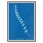 Botanical cyanotype print of Pteris rotundifolia by Anna Atkins Poster of a botanical cyanotype depicting a light blue fern leaf on a dark blue background titled Pteris rotundifolia by Anna Atkins