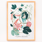 Passiflora Incarnata botanical illustration by artist showing vibrant red and pink flowers with green leaves Poster featuring detailed botanical illustration of Passiflora Incarnata with vibrant green leaves and pink flowers by an unidentified artist