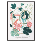 Passiflora Incarnata botanical illustration by artist showing vibrant red and pink flowers with green leaves Poster featuring detailed botanical illustration of Passiflora Incarnata with vibrant green leaves and pink flowers by an unidentified artist