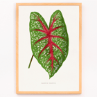 Green Caladium Chantini illustrated by Benjamin Fawsett featuring a vibrant green leaf with red veins Poster of Green Caladium Chantini from Les Plantes à Feuillage Coloré by Benjamin Fawsett featuring a vibrant green leaf with red veins.