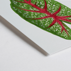 Green Caladium Chantini illustrated by Benjamin Fawsett featuring a vibrant green leaf with red veins Poster of Green Caladium Chantini from Les Plantes à Feuillage Coloré by Benjamin Fawsett featuring a vibrant green leaf with red veins.