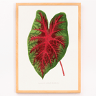 Caladium bicolor illustration by Alexander Francis Lydon from Les Plantes à Feuillage Coloré Poster of a colorful plant leaf illustrated by Alexander Francis Lydon in Caladium bicolor from Les Plantes à Feuillage Coloré