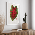 Caladium bicolor illustration by Alexander Francis Lydon from Les Plantes à Feuillage Coloré Poster of a colorful plant leaf illustrated by Alexander Francis Lydon in Caladium bicolor from Les Plantes à Feuillage Coloré