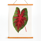 Caladium bicolor illustration by Alexander Francis Lydon from Les Plantes à Feuillage Coloré Poster of a colorful plant leaf illustrated by Alexander Francis Lydon in Caladium bicolor from Les Plantes à Feuillage Coloré