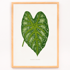 Green Caladium Mirabile detailed botanical illustration by Benjamin Fawsett from Les Plantes à Feuillage Coloré Poster of Green Caladium Mirabile from Les Plantes à Feuillage Coloré by Benjamin Fawsett featuring a detailed botanical illustration.