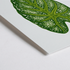 Green Caladium Mirabile detailed botanical illustration by Benjamin Fawsett from Les Plantes à Feuillage Coloré Poster of Green Caladium Mirabile from Les Plantes à Feuillage Coloré by Benjamin Fawsett featuring a detailed botanical illustration.