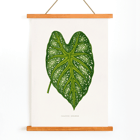 Green Caladium Mirabile detailed botanical illustration by Benjamin Fawsett from Les Plantes à Feuillage Coloré Poster of Green Caladium Mirabile from Les Plantes à Feuillage Coloré by Benjamin Fawsett featuring a detailed botanical illustration.
