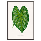 Green Caladium Mirabile detailed botanical illustration by Benjamin Fawsett from Les Plantes à Feuillage Coloré Poster of Green Caladium Mirabile from Les Plantes à Feuillage Coloré by Benjamin Fawsett featuring a detailed botanical illustration.