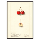 Artwork by Ellen Isham Schutt depicting Malus Cherry Crab with two whole cherries and one sliced in half Poster of Malus: Cherry Crab by Ellen Isham Schutt featuring a watercolor illustration of whole and halved cherries.