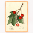 Prunus avium Govenor Wood by Ellen Isham Schutt botanical illustration featuring cherries and leaves Poster of Prunus avium Govenor Wood by Ellen Isham Schutt showing a botanical illustration of cherries and leaves on a branch.