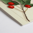 Prunus avium Govenor Wood by Ellen Isham Schutt botanical illustration featuring cherries and leaves Poster of Prunus avium Govenor Wood by Ellen Isham Schutt showing a botanical illustration of cherries and leaves on a branch.