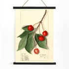 Prunus avium Govenor Wood by Ellen Isham Schutt botanical illustration featuring cherries and leaves Poster of Prunus avium Govenor Wood by Ellen Isham Schutt showing a botanical illustration of cherries and leaves on a branch.