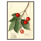 Prunus avium Govenor Wood by Ellen Isham Schutt botanical illustration featuring cherries and leaves Poster of Prunus avium Govenor Wood by Ellen Isham Schutt showing a botanical illustration of cherries and leaves on a branch.