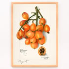 Talkat (Eriobotrya japonica) Talkat (Eriobotrya japonica)
