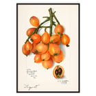Talkat (Eriobotrya japonica) Talkat (Eriobotrya japonica)