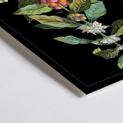 Póster presenta la obra de arte Coffea Arabica de Davis Sacker & Perkins que muestra una ilustración detallada de las etapas de la planta de café.
