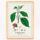 Botanical illustration of Coffea arabica by John Stephenson Poster of Coffea arabica plant by John Stephenson featuring detailed botanical illustrations of coffee tree leaves and fruits