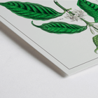 Botanical illustration of Coffea arabica by John Stephenson Poster of Coffea arabica plant by John Stephenson featuring detailed botanical illustrations of coffee tree leaves and fruits