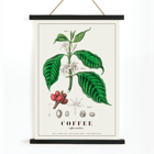 Botanical illustration of Coffea arabica by John Stephenson Poster of Coffea arabica plant by John Stephenson featuring detailed botanical illustrations of coffee tree leaves and fruits
