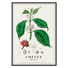 Botanical illustration of Coffea arabica by John Stephenson Poster of Coffea arabica plant by John Stephenson featuring detailed botanical illustrations of coffee tree leaves and fruits