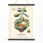 Coffee plant illustration Coffea Arabica by Davis Sacker and Perkins Poster depicting detailed botanical illustration of a Coffea arabica plant with fruits and flowers from Coffee by Davis Sacker and Perkins.