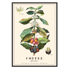 Coffee plant illustration Coffea Arabica by Davis Sacker and Perkins Poster depicting detailed botanical illustration of a Coffea arabica plant with fruits and flowers from Coffee by Davis Sacker and Perkins.